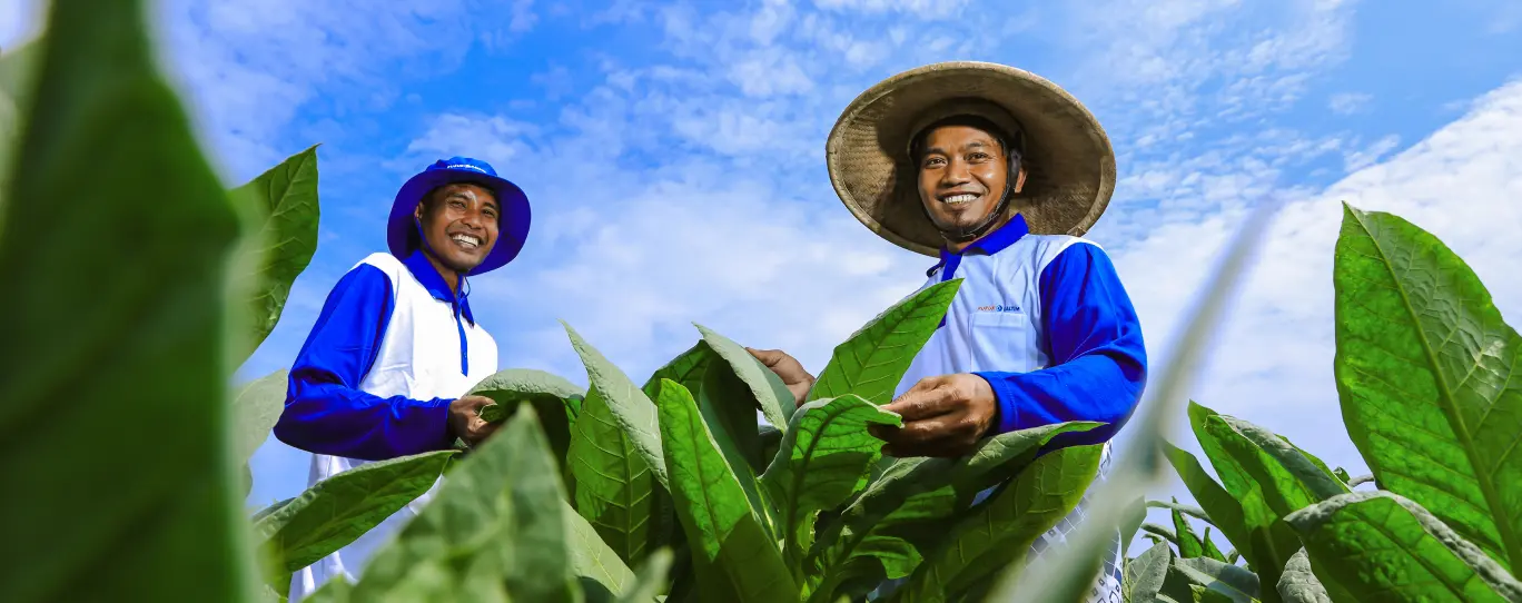 petani tembakau